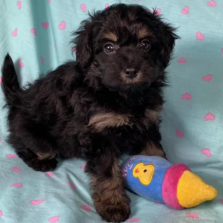 ID:2206-02435の子犬