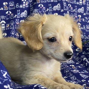 チワワ×Mダックス【東京都・女の子・2022年7月23日・イエロー】の写真「穏やかで素直な優しい女の子🎀笑顔が可愛いチワックス」