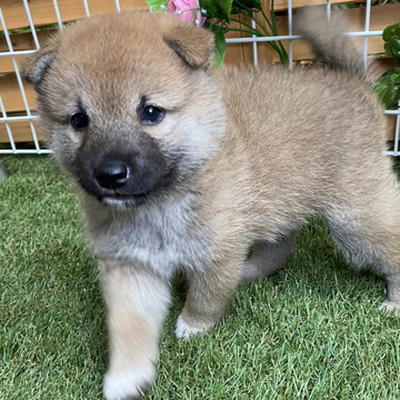 柴犬(標準サイズ)【東京都・男の子・2022年8月16日・赤色】の写真「しっかりボディーで理想の体型、凛々しい男の子🤗💐」