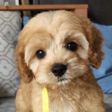 トイプードル×Aコッカスパニエル【東京都・男の子・2023年5月25日・バフ】の写真「最高の愛玩犬💐超可愛いコッカプー君💞」