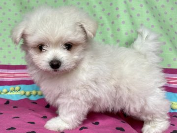 ポメラニアン×マルチーズ【東京都・男の子・2021年8月1日・クリーム/ホワイト】の写真「モコモコ毛量豊かなポメ寄りのお茶目で陽気な男の子🌺」