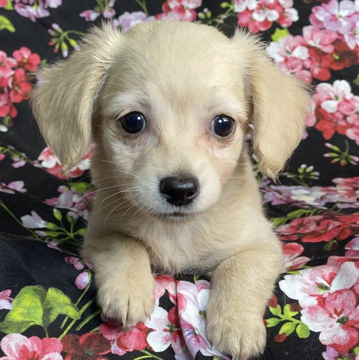 チワワ×Mダックス【東京都・女の子・2022年7月23日・クリーム】の写真「優しいクリーム色で穏やかな女の子💕チワックスちゃん」