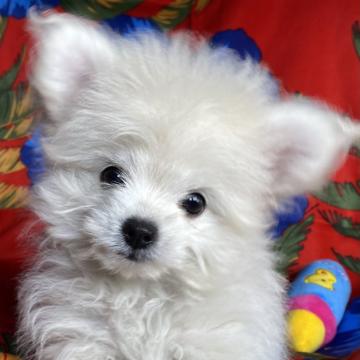 ビジョンフリーゼ×ポメラニアン【東京都・女の子・2022年6月15日・クリーム/ホワイト】の写真「穏やかで素直な性格💕甘えっ子ちゃんのポメビション🍭」