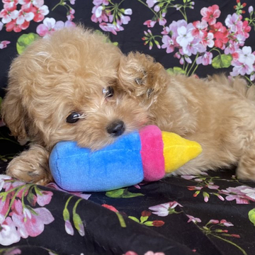 タイニープードル×マルチーズ【東京都・男の子・2022年6月14日・アプリコット】の写真「明るく元気いっぱい楽しいマルプー君、一緒に遊んでね」