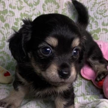 チワワ×ミニチュアダックス【東京都・女の子・2022年7月23日・ブラックタン】の写真「お目々クリクリの可愛いチワックスちゃん💕」