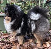 ポメラニアン【・男の子・2024年3月27日・ブルーマール】