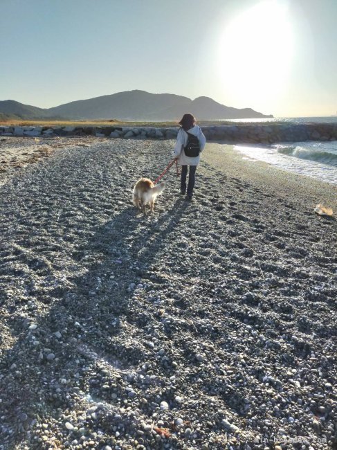 砂利や砂を踏ませる散歩｜小椋　由美子(おぐら　ゆみこ)ブリーダー(愛知県・日本スピッツなど・JKC登録)の紹介写真4