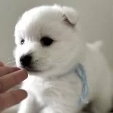 日本スピッツ【愛知県・女の子・2025年10月24日・ホワイト】の写真1