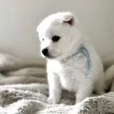 日本スピッツ【愛知県・女の子・2025年10月24日・ホワイト】の写真3