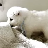 日本スピッツ【愛知県・女の子・2025年10月24日・ホワイト】の写真4