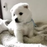 日本スピッツ【愛知県・女の子・2025年10月24日・ホワイト】の写真6