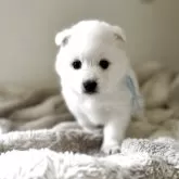 日本スピッツ【愛知県・女の子・2025年10月24日・ホワイト】の写真8