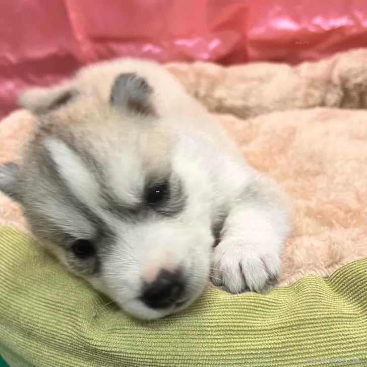 ID:2412-00100の子犬