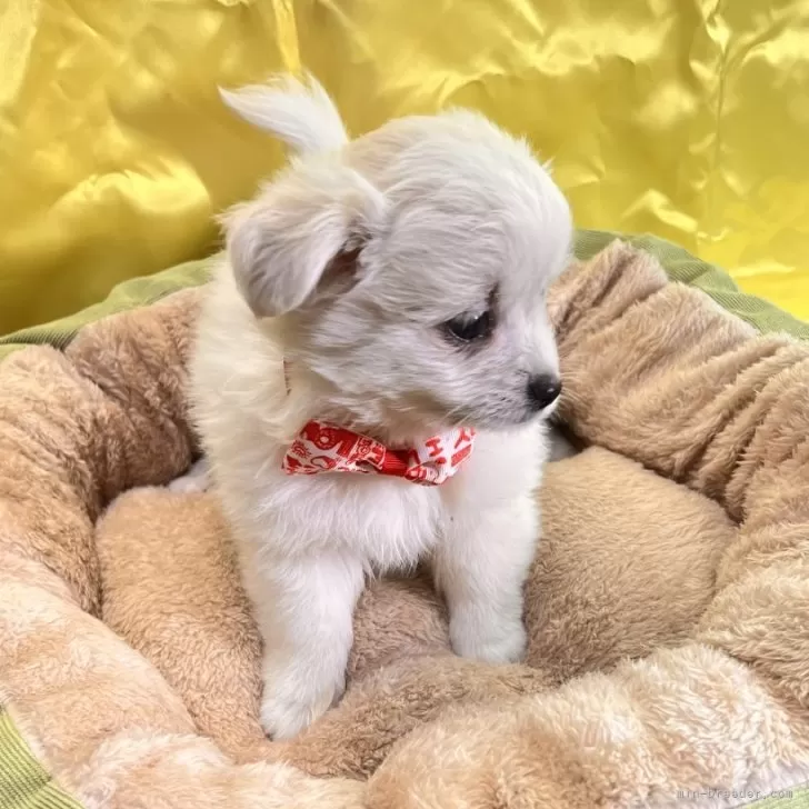 しんゆめ 様のお迎えした子犬