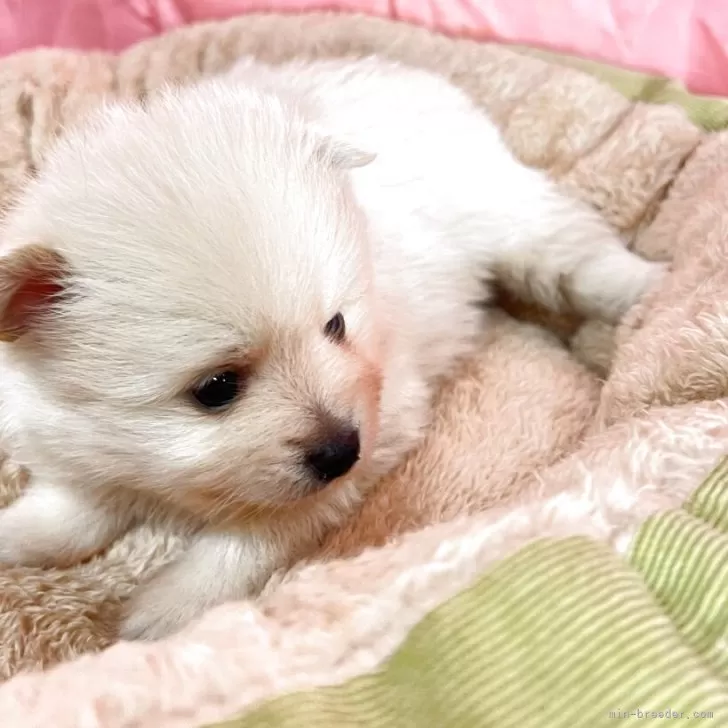 ID:2504-02364の子犬