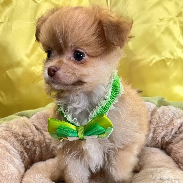 ID:2501-06639の子犬