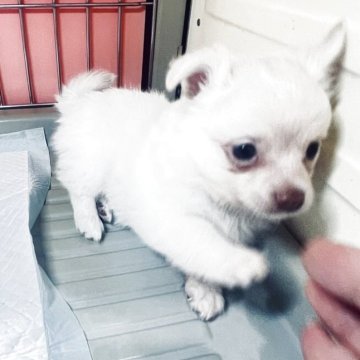 チワプー(チワワ×トイプードル)【北海道・男の子・2025年9月17日・ホワイト】の写真「活発で丸々とした元気いっぱいな子です」