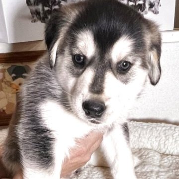 ミックス(ゴールデンレトリバー×シベリアンハスキー)【北海道・女の子・2025年9月22日・トライ】の写真「希少種です」