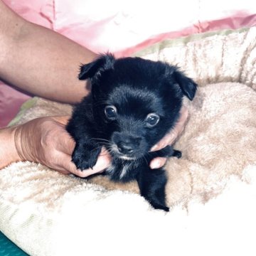 チワプー(チワワ×トイプードル)【北海道・男の子・2025年9月17日・ブラック系 (明るい)】の写真「活発で丸々とした元気いっぱいな子です」