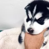 シベリアンハスキー