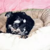 チワプー(チワワ×トイプードル)【北海道・男の子・2025年9月17日・ブラック&クリーム タン】の写真1