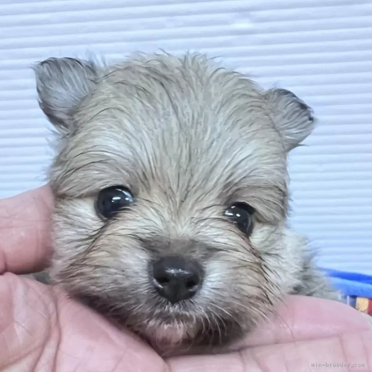 ID:2408-00033の子犬