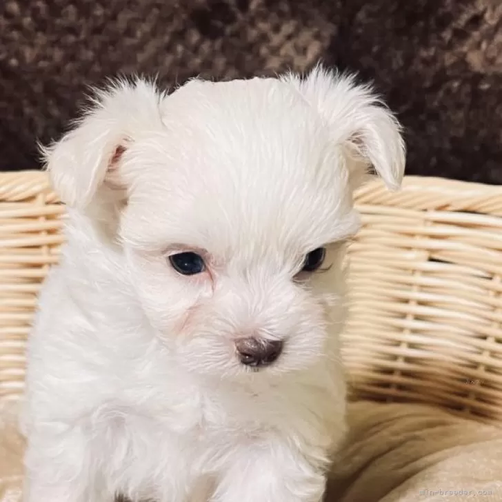 ID:2401-03690の子犬