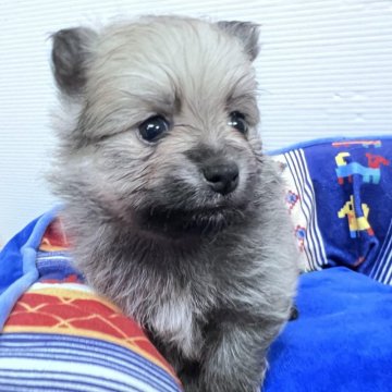 ポメラニアン【北海道・女の子・2024年7月2日・ウルフセーブル】の写真「両親共に毛量が有り、血統を受け継いでいます」