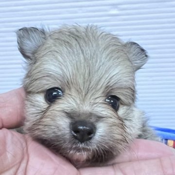 ポメラニアン【北海道・男の子・2024年7月2日・ウルフセーブル】の写真「両親共に毛量が有り、血統を受け継いでいます」
