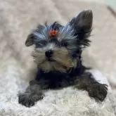 ヨークシャーテリア【青森県・男の子・2025年8月7日・スティールブルー・タン】の写真5