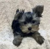 ヨークシャーテリア【青森県・男の子・2025年8月7日・スティールブルー・タン】の写真6