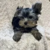 ヨークシャーテリア【青森県・男の子・2025年8月7日・スティールブルー・タン】の写真7