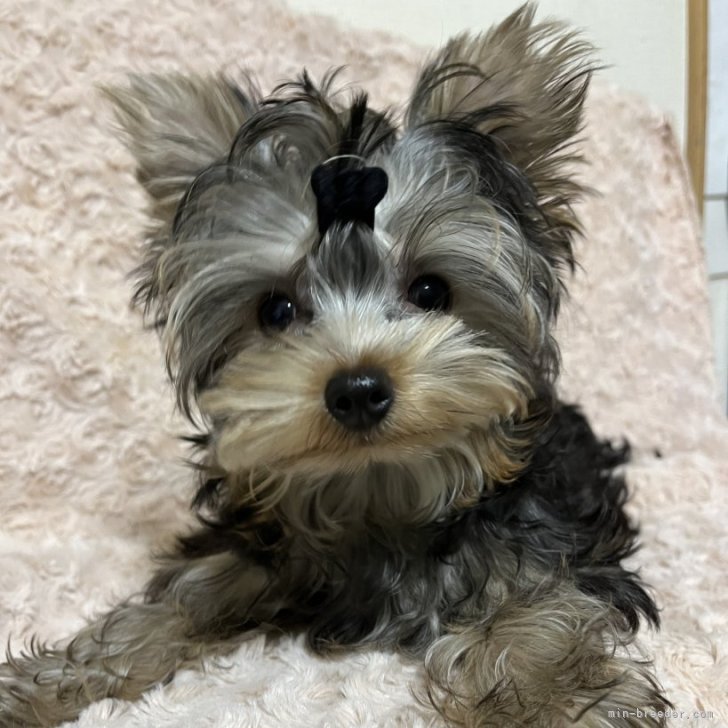 ブリーダー画像