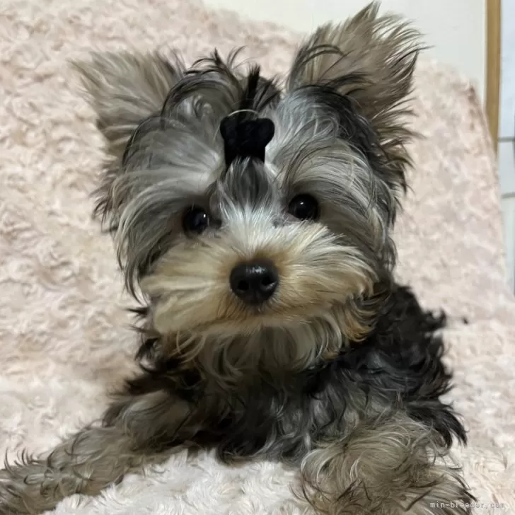 ヨークシャーテリア【青森県・男の子・2025年8月7日・スティールブルー・タン】の写真1