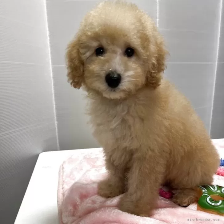 ID:2503-05508の子犬