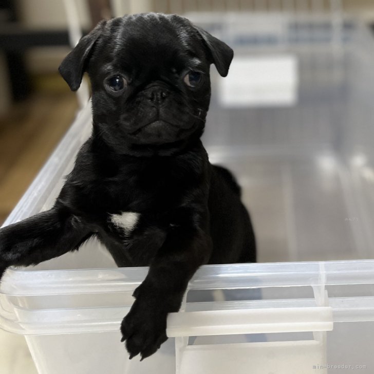 ブリーダー画像