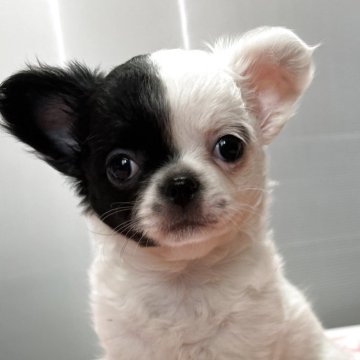 ミックス(ミックス×チワワ)【青森県・女の子・2025年1月16日・パーティー】の写真「妖艶❣️」