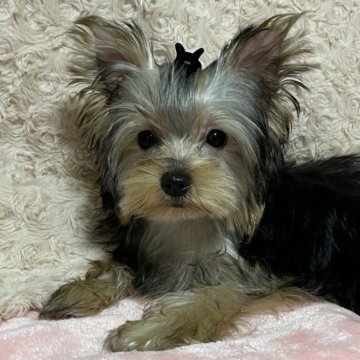 ヨークシャーテリア【青森県・女の子・2025年8月7日・スティール・ブルー・タン】の写真「✨🎄月末までSALE🎄✨」