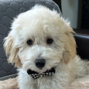 トイプードル(トイ)【青森県・男の子・2025年8月19日・アプリコットアンドホワイト】の写真「25日までSALE🌸」