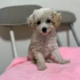 タイニープードル