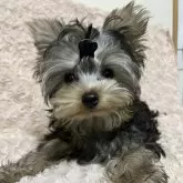 ヨークシャーテリア【青森県・男の子・2025年8月7日・スティールブルー・タン】の写真1