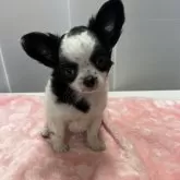 パピチワ(チワワ×パピヨンチワワ)【青森県・女の子・2025年1月16日・パーティー】の写真1