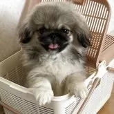 ペキニーズ