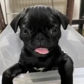パグ【青森県・女の子・2025年8月12日・ブラック】の写真2