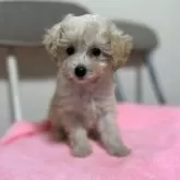 タイニープードル【青森県・女の子・2025年8月19日・ペールフォーン】の写真6