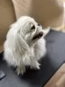 ペキニーズ【青森県・男の子・2024年7月21日・パーティー】の写真5