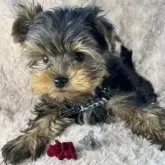 ヨークシャーテリア【青森県・男の子・2025年8月7日・スティール・ブルータン】の写真3