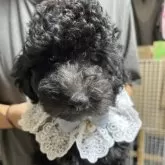 トイプードル(トイ)【青森県・男の子・2025年7月8日・ブラック】の写真5