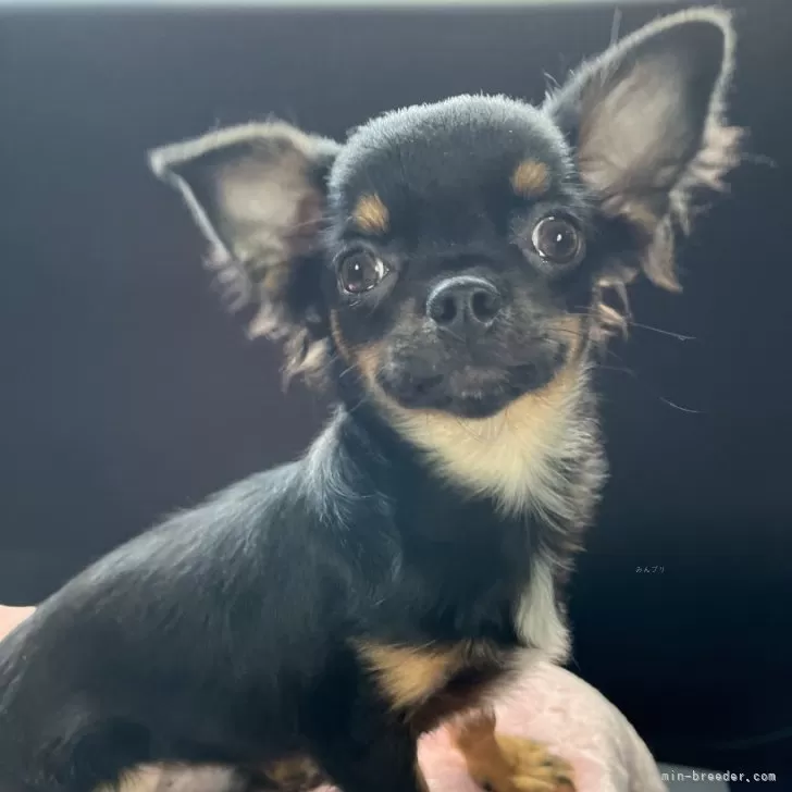 ID：2406-06642の子犬