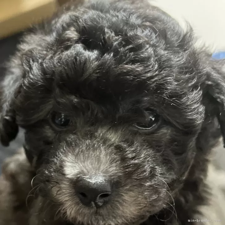 ID:2403-06788の子犬
